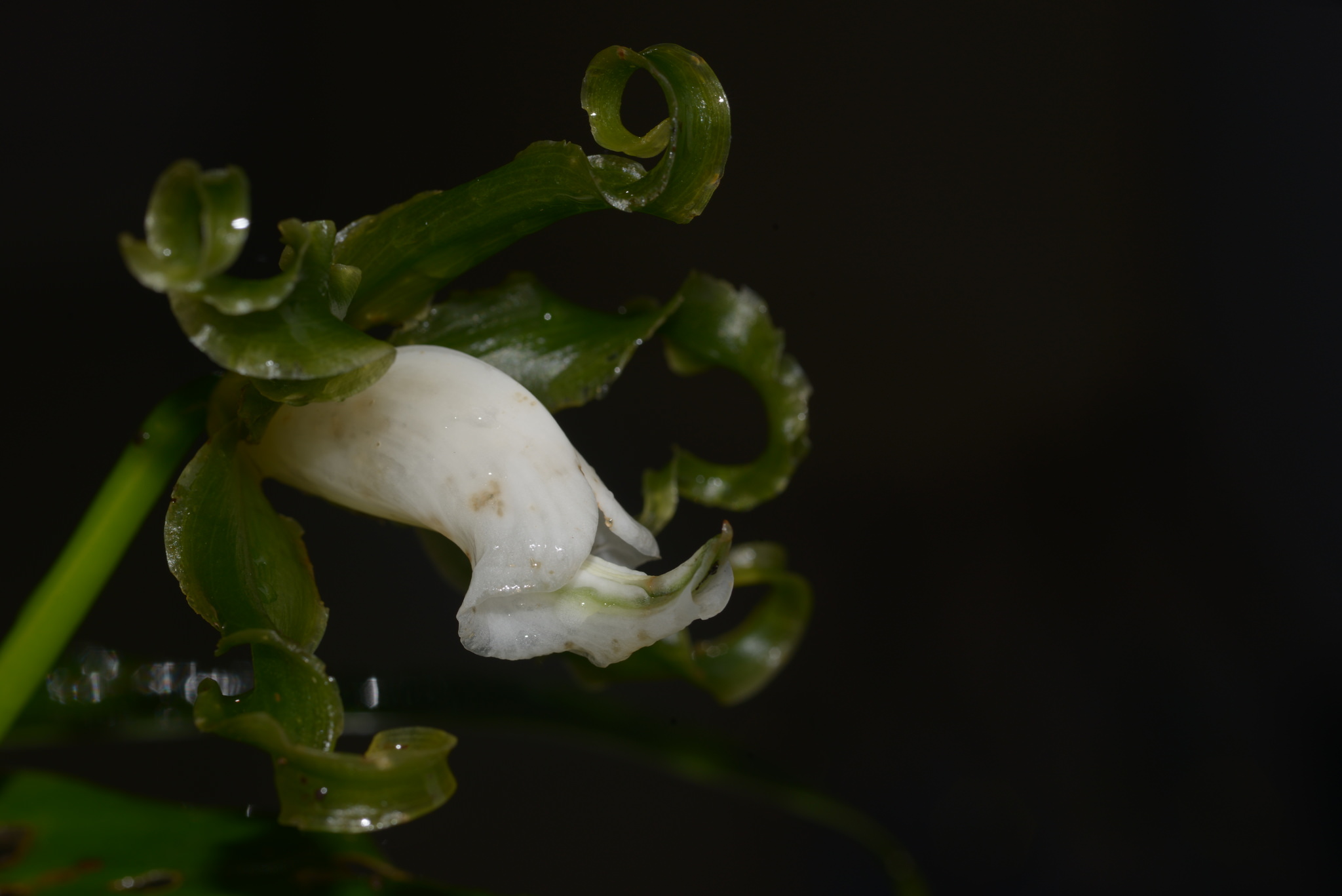 Papperitzia Leiboldii